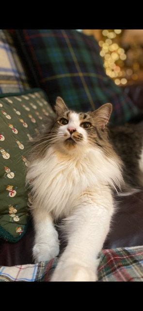 Goose 7, an adoptable Domestic Long Hair, Domestic Medium Hair in Austin, TX, 78711 | Photo Image 5