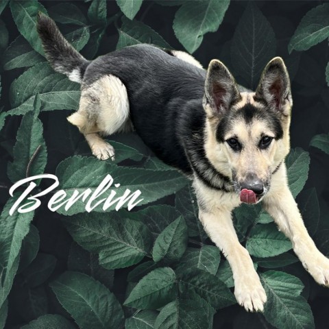 Berlin, an adoptable Shepherd in Carroll, IA, 51401 | Photo Image 1