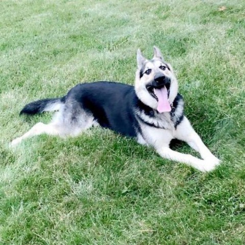 Berlin, an adoptable Shepherd in Carroll, IA, 51401 | Photo Image 2