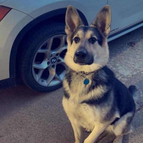 Berlin, an adoptable Shepherd in Carroll, IA, 51401 | Photo Image 3