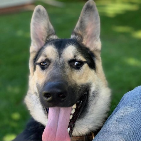 Berlin, an adoptable Shepherd in Carroll, IA, 51401 | Photo Image 4