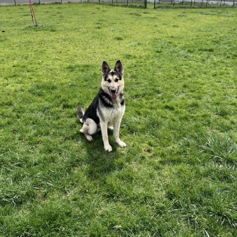 Berlin, an adoptable Shepherd in Carroll, IA, 51401 | Photo Image 5