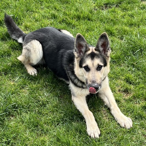 Berlin, an adoptable Shepherd in Carroll, IA, 51401 | Photo Image 6