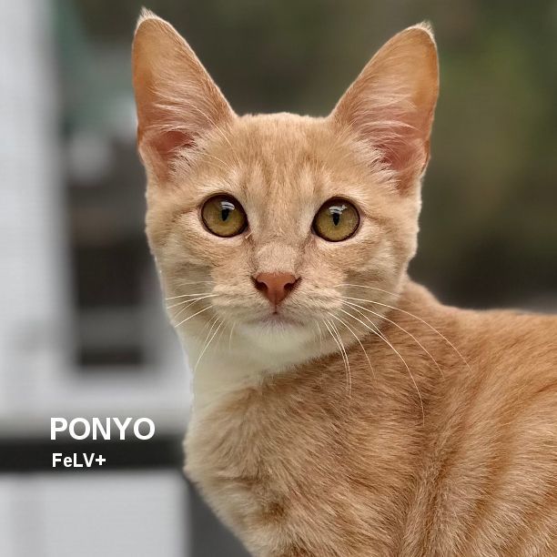 Ponyo, an adoptable Domestic Short Hair in Santa Rosa, CA, 95404 | Photo Image 1