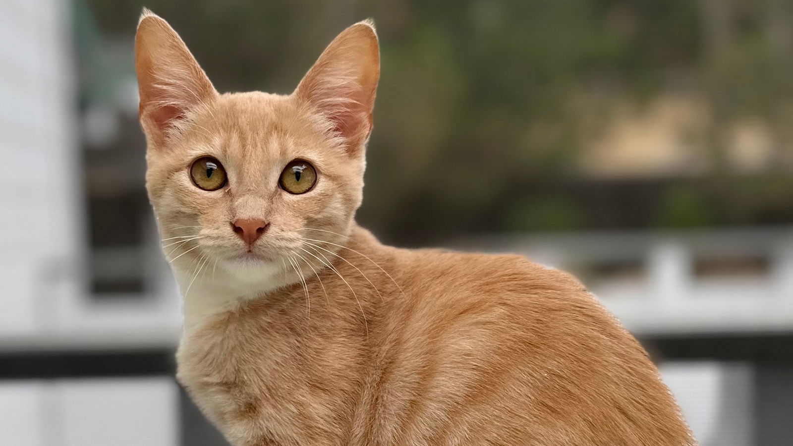 Ponyo, an adoptable Domestic Short Hair in Santa Rosa, CA, 95404 | Photo Image 2