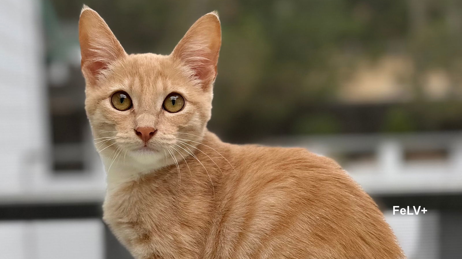 Ponyo, an adoptable Domestic Short Hair in Santa Rosa, CA, 95404 | Photo Image 3