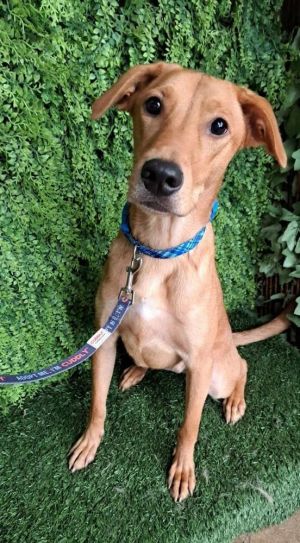 Cairo is a 1-year-old male mixed breed dog He has long legs and an inquisitive personality He is a