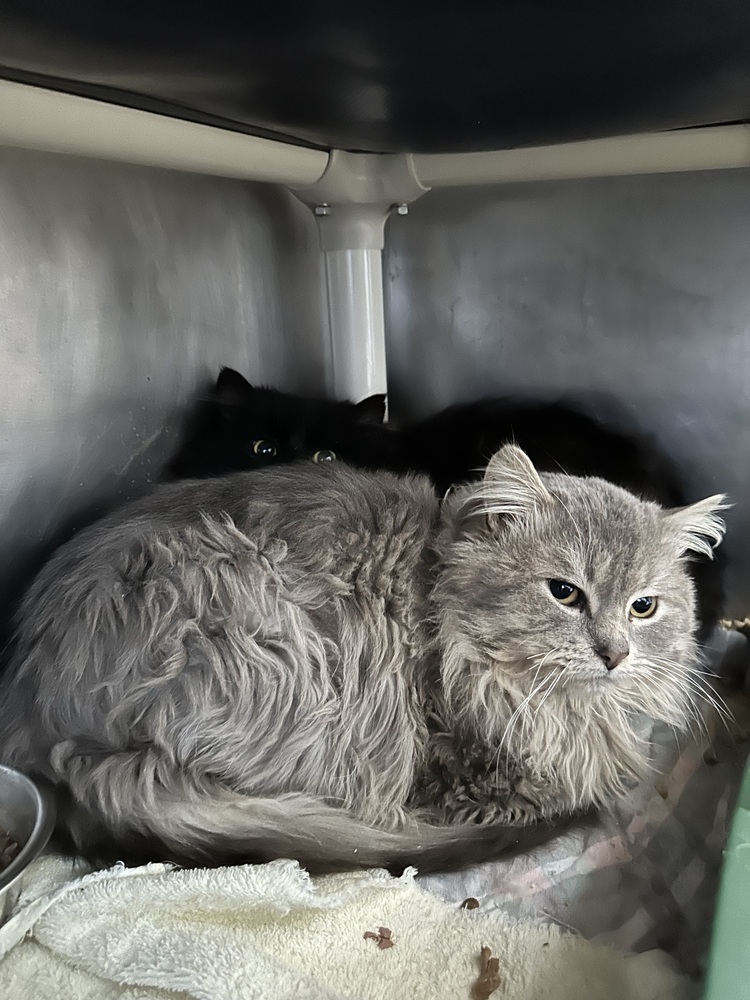 Neji, an adoptable Domestic Short Hair in Trenton, ME, 04605 | Photo Image 1