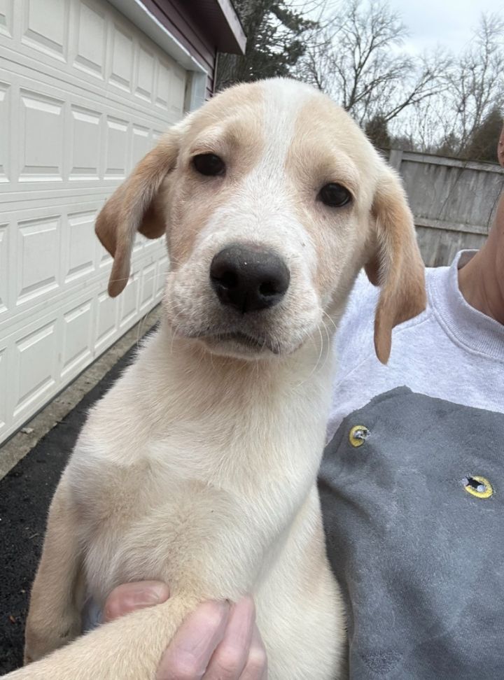 Dog for adoption - Frances E.W. Harper, a Labrador Retriever ...