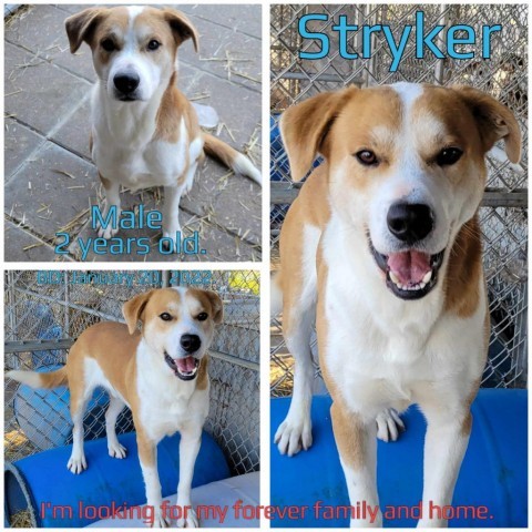 Stryker