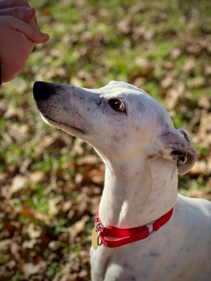 Dog for adoption - Lucero, a Greyhound in Hopkinton, MA | Petfinder