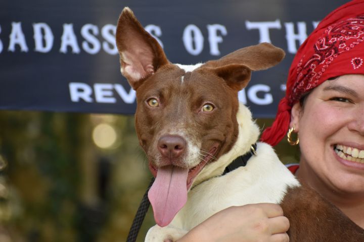 Dog for adoption - Seven Seas, a Terrier Mix in Brooklyn, NY