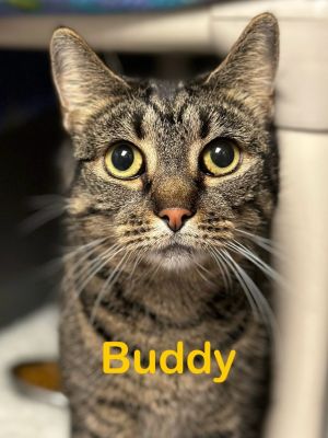 BUDDY Cat (Polydactyl) 8