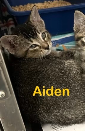 AIDEN Kitten