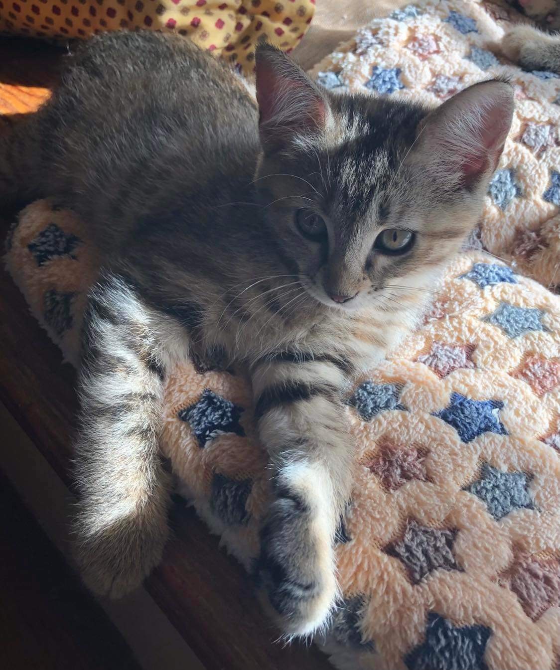 Emmy Lou, an adoptable Domestic Short Hair in Randolph, AL, 36792 | Photo Image 2