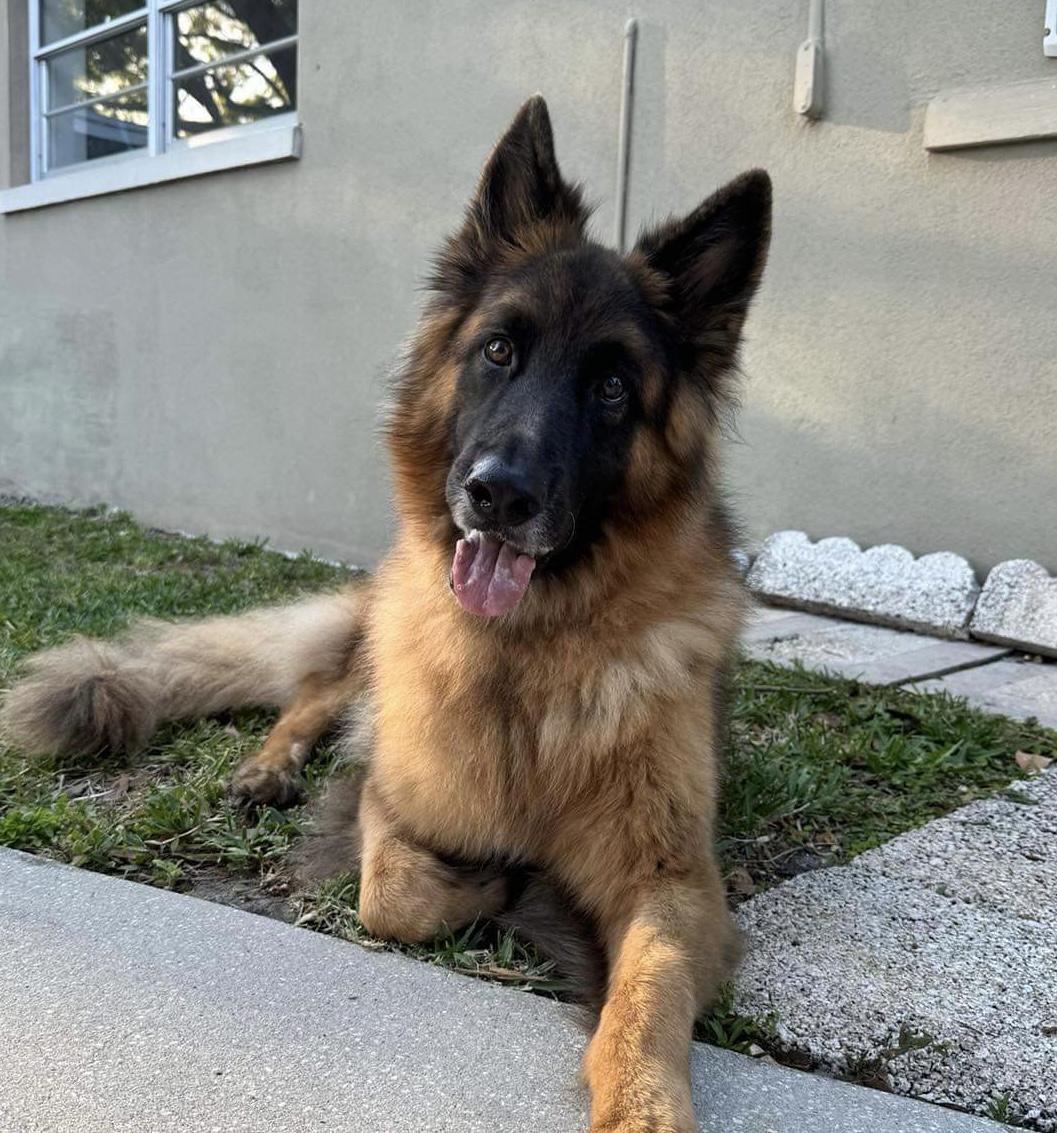 German shepherd puppies tampa best sale bay area