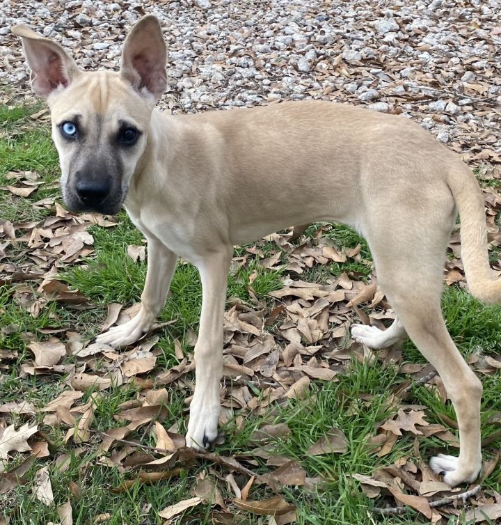 Dog for adoption Beatrice a German Shepherd Dog Husky Mix in