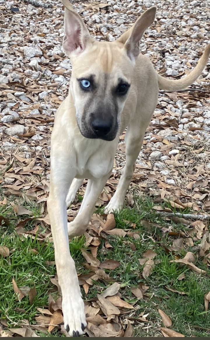 Dog for adoption - Beatrice, a German Shepherd Dog & Husky Mix in ...