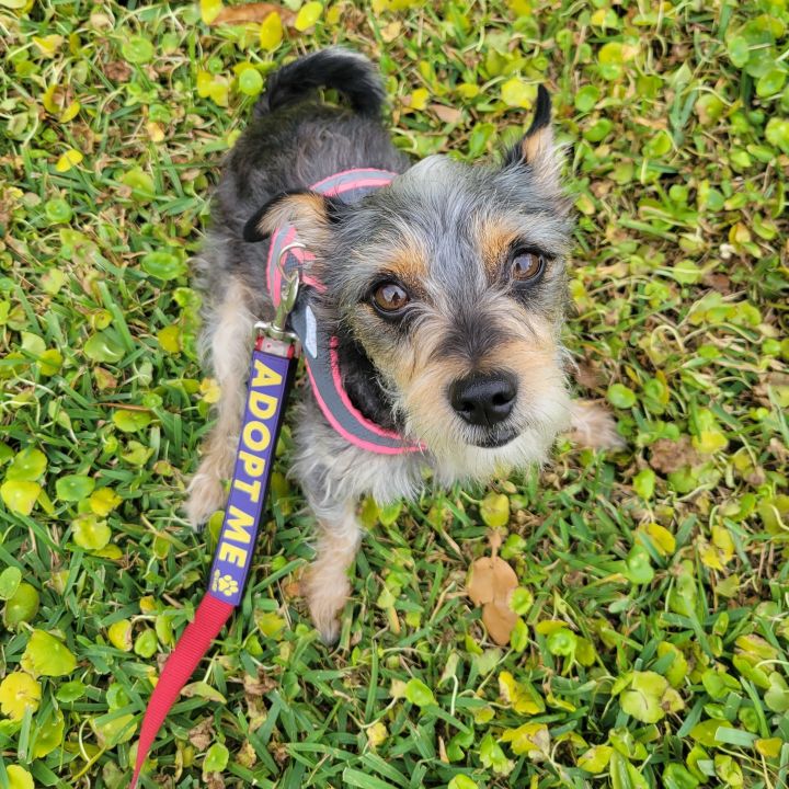 Jack russell terrier 2024 and schnauzer mix