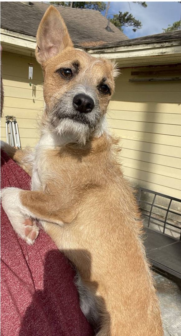 Petfinder jack hot sale russell terrier