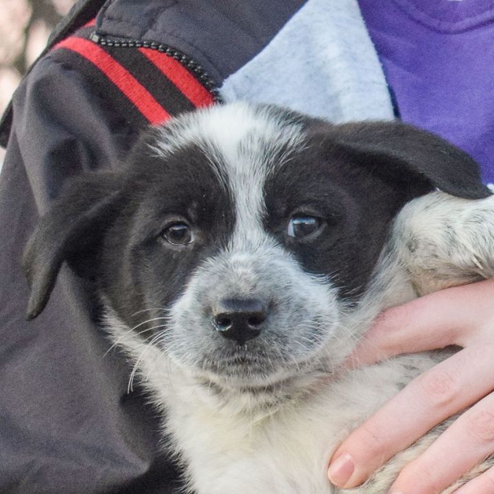 Collie hound best sale mix puppy