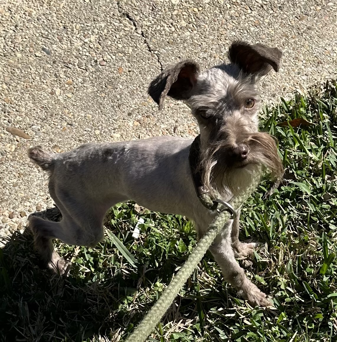 Lone star schnauzer store country