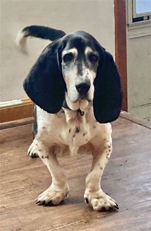 Buckeye bassets sales