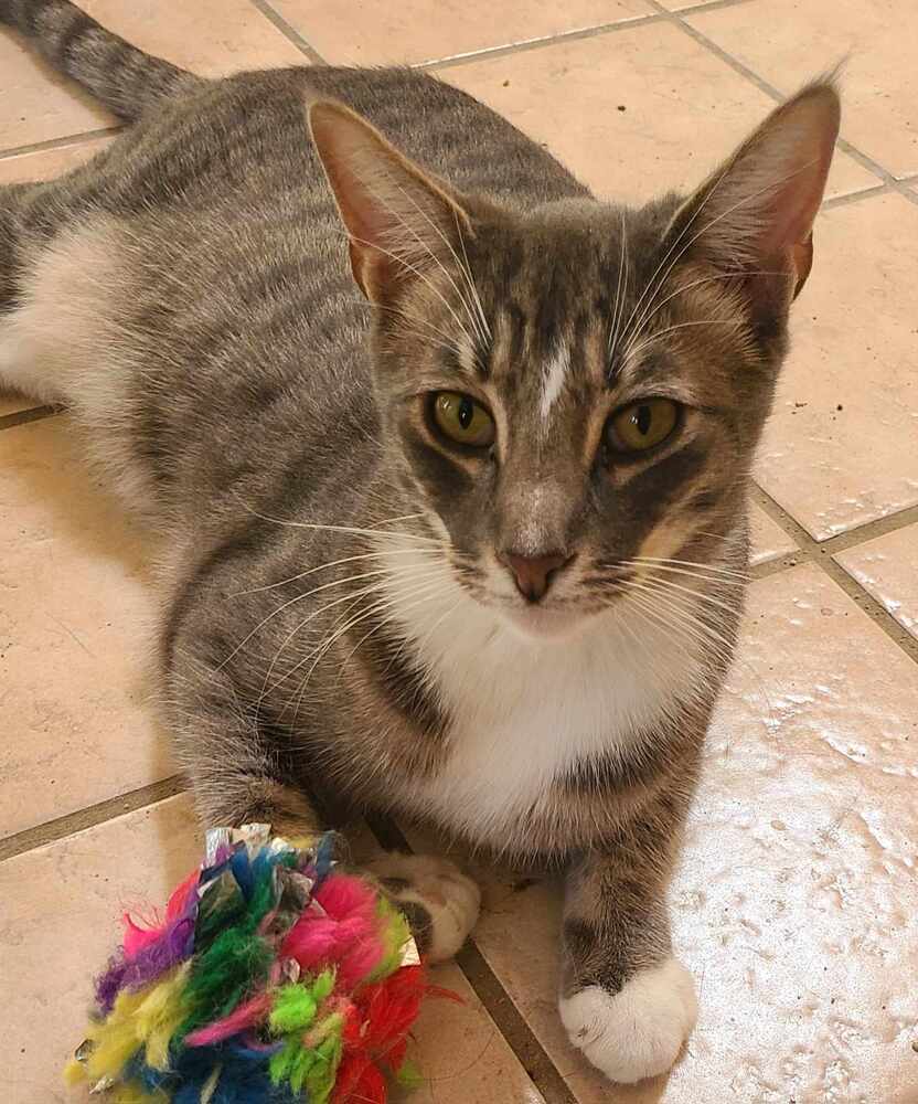 Ralphie, an adoptable Domestic Short Hair in Salinas, CA, 93905 | Photo Image 1