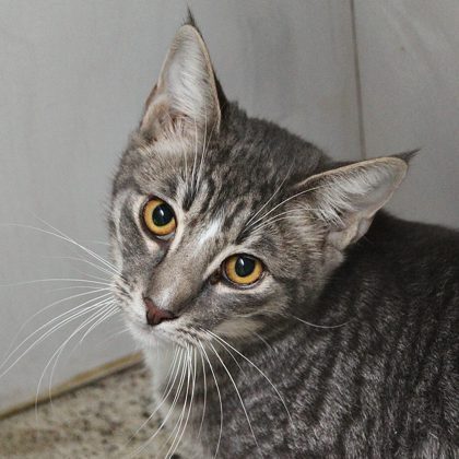 Ralphie, an adoptable Domestic Short Hair in Salinas, CA, 93905 | Photo Image 2