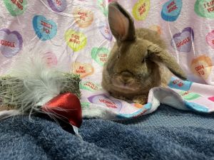 The Foster writes Butternut and sage are two incredibly cute bunnies who love to race to find out w
