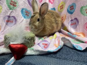 The Foster writes Butternut and sage are two incredibly cute bunnies who love to race to find out w
