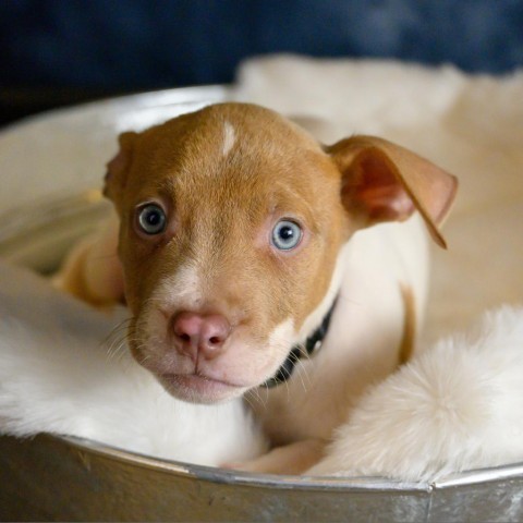 Lapis (Bubs), an adoptable Pit Bull Terrier in Duluth, MN, 55803 | Photo Image 2