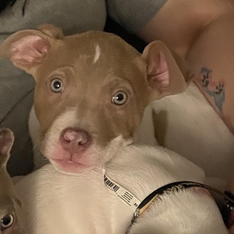 Lapis (Bubs), an adoptable Pit Bull Terrier in Duluth, MN, 55803 | Photo Image 3