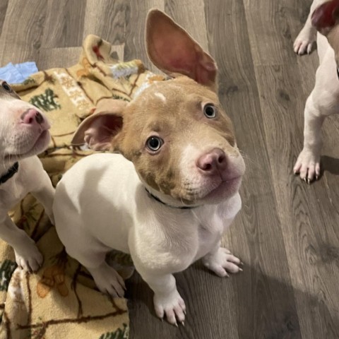 Lapis (Bubs), an adoptable Pit Bull Terrier in Duluth, MN, 55803 | Photo Image 5