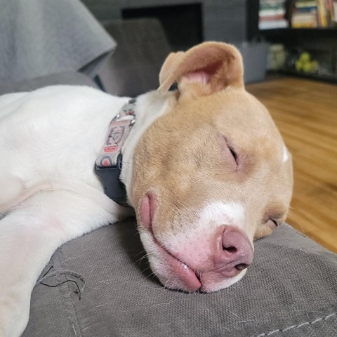 Lapis (Bubs), an adoptable Pit Bull Terrier in Duluth, MN, 55803 | Photo Image 6