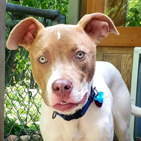 Lapis (Bubs), an adoptable Pit Bull Terrier in Duluth, MN, 55803 | Photo Image 7