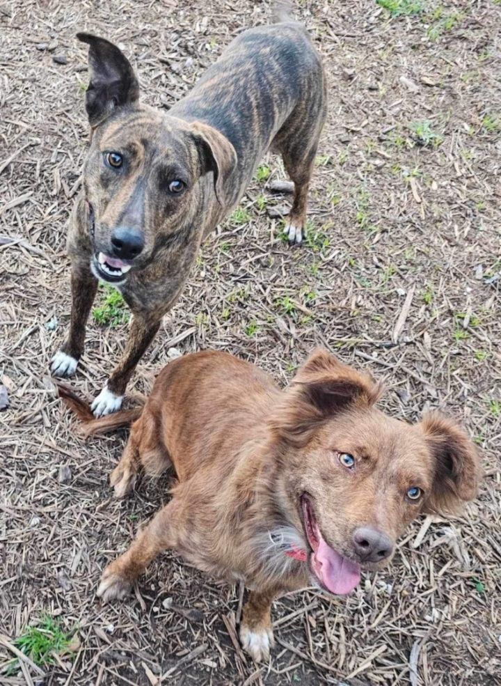 Plott hound golden retriever hot sale mix