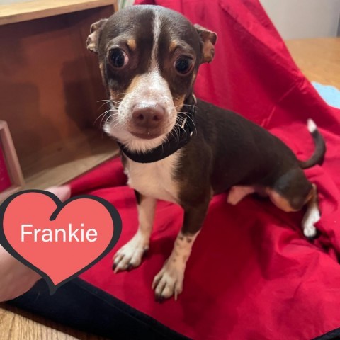 Frankie (fka Cinnamon Bun)