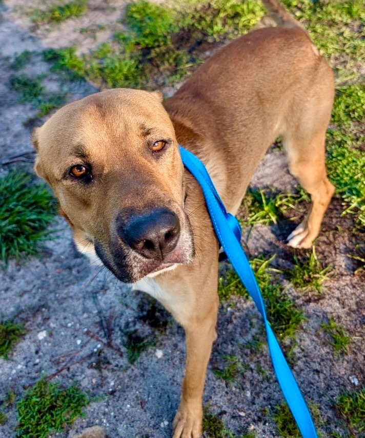 Bass (Elsa Pup), an adoptable Catahoula Leopard Dog, Coonhound in Fort Myers, FL, 33912 | Photo Image 1