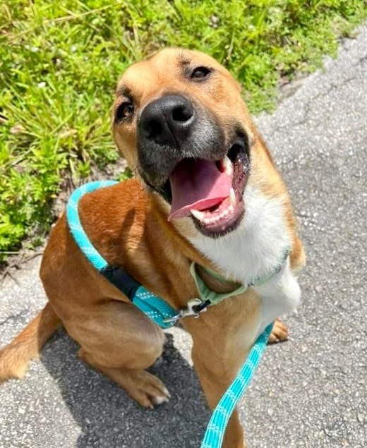 Bass - Adoption fee waived!, an adoptable Catahoula Leopard Dog, Mountain Cur in Fort Myers, FL, 33912 | Photo Image 1