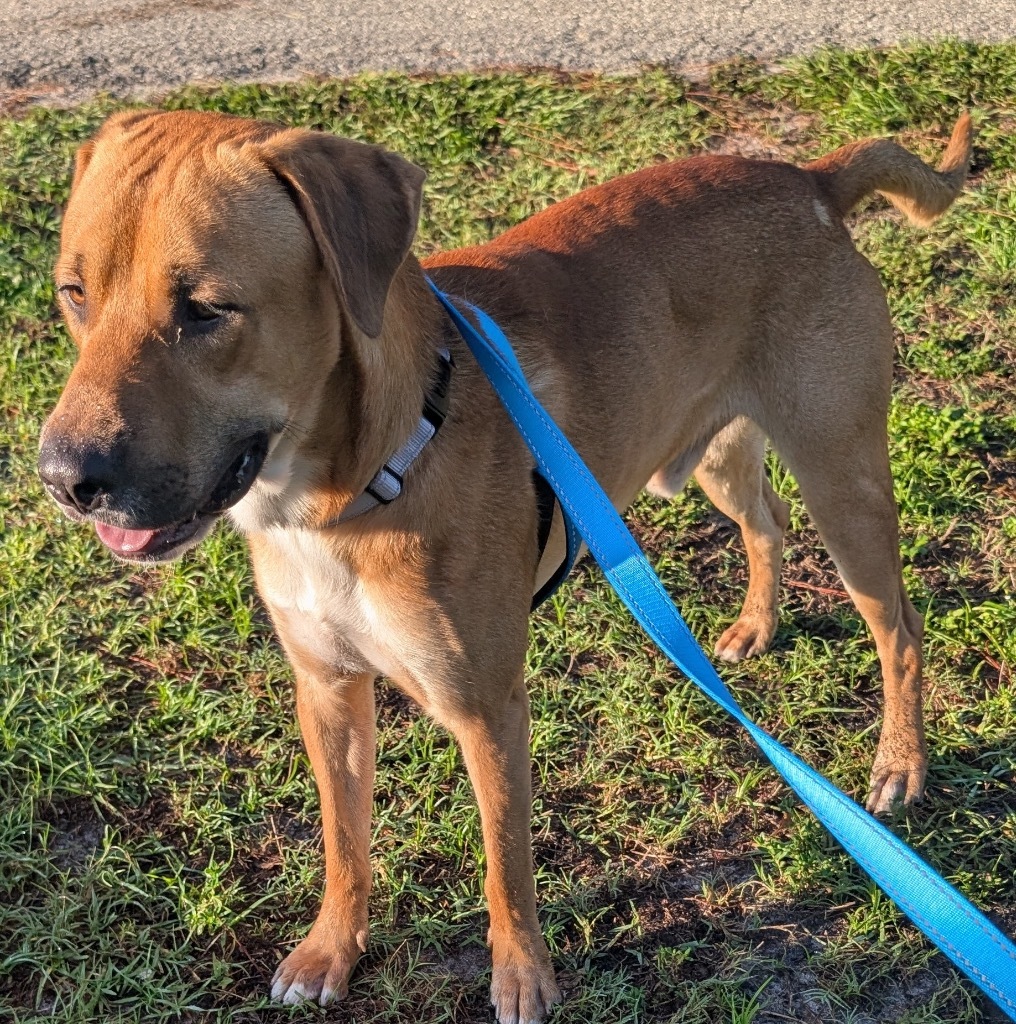 Bass (Elsa Pup), an adoptable Catahoula Leopard Dog, Coonhound in Fort Myers, FL, 33912 | Photo Image 2