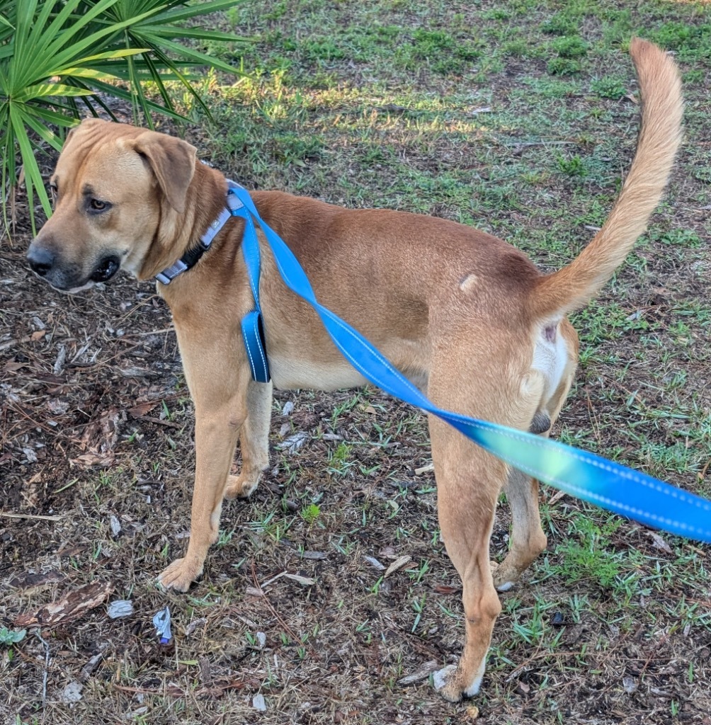 Bass (Elsa Pup), an adoptable Catahoula Leopard Dog, Coonhound in Fort Myers, FL, 33912 | Photo Image 3