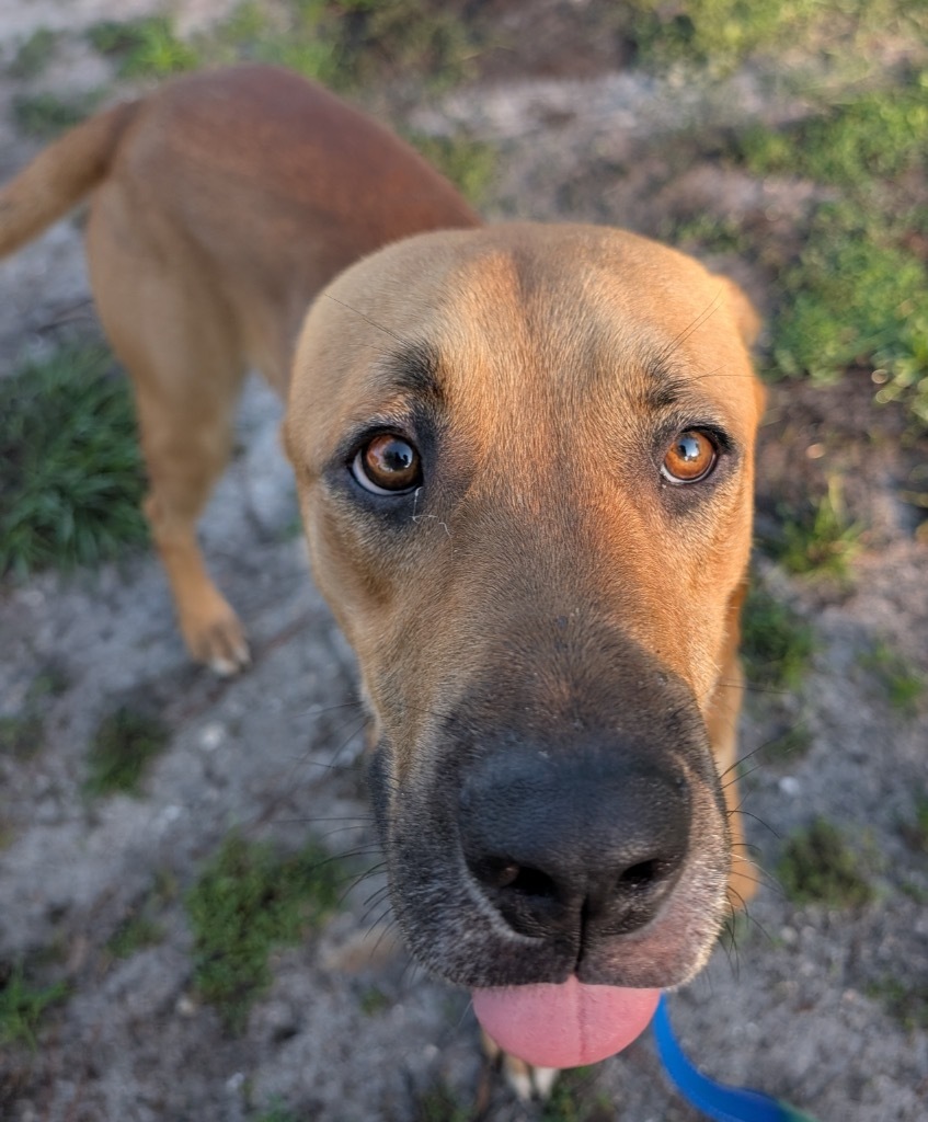 Bass (Elsa Pup), an adoptable Catahoula Leopard Dog, Coonhound in Fort Myers, FL, 33912 | Photo Image 4