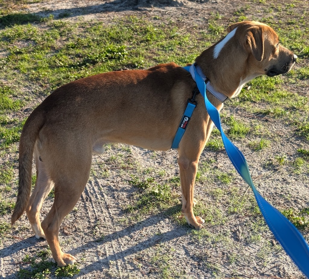 Bass (Elsa Pup), an adoptable Catahoula Leopard Dog, Coonhound in Fort Myers, FL, 33912 | Photo Image 6