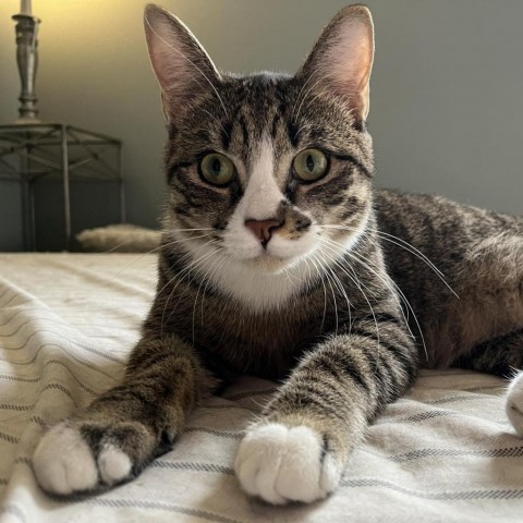 Bobert, an adoptable Domestic Short Hair in Wichita, KS, 67278 | Photo Image 1