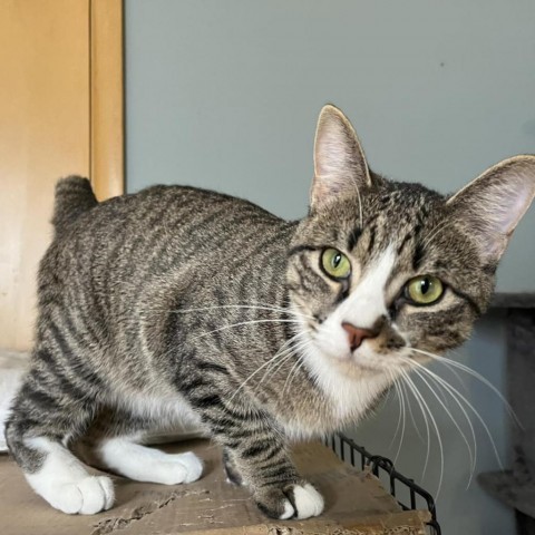 Bobert, an adoptable Domestic Short Hair in Wichita, KS, 67278 | Photo Image 3