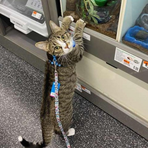 Bobert, an adoptable Domestic Short Hair in Wichita, KS, 67278 | Photo Image 5