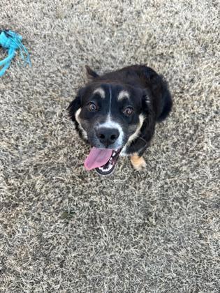 Petfinder bernese mountain sales dog