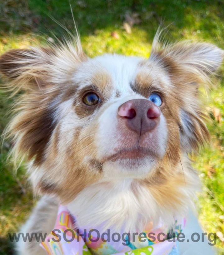 Petfinder mini australian clearance shepherd