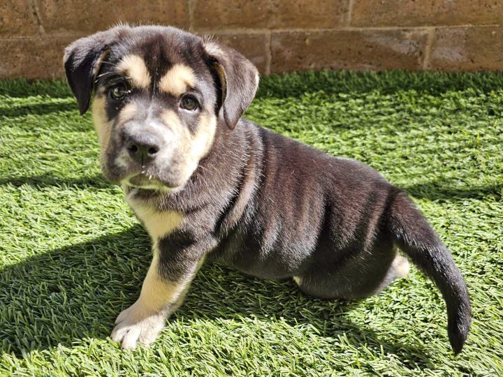 English bulldog shepherd sales mix